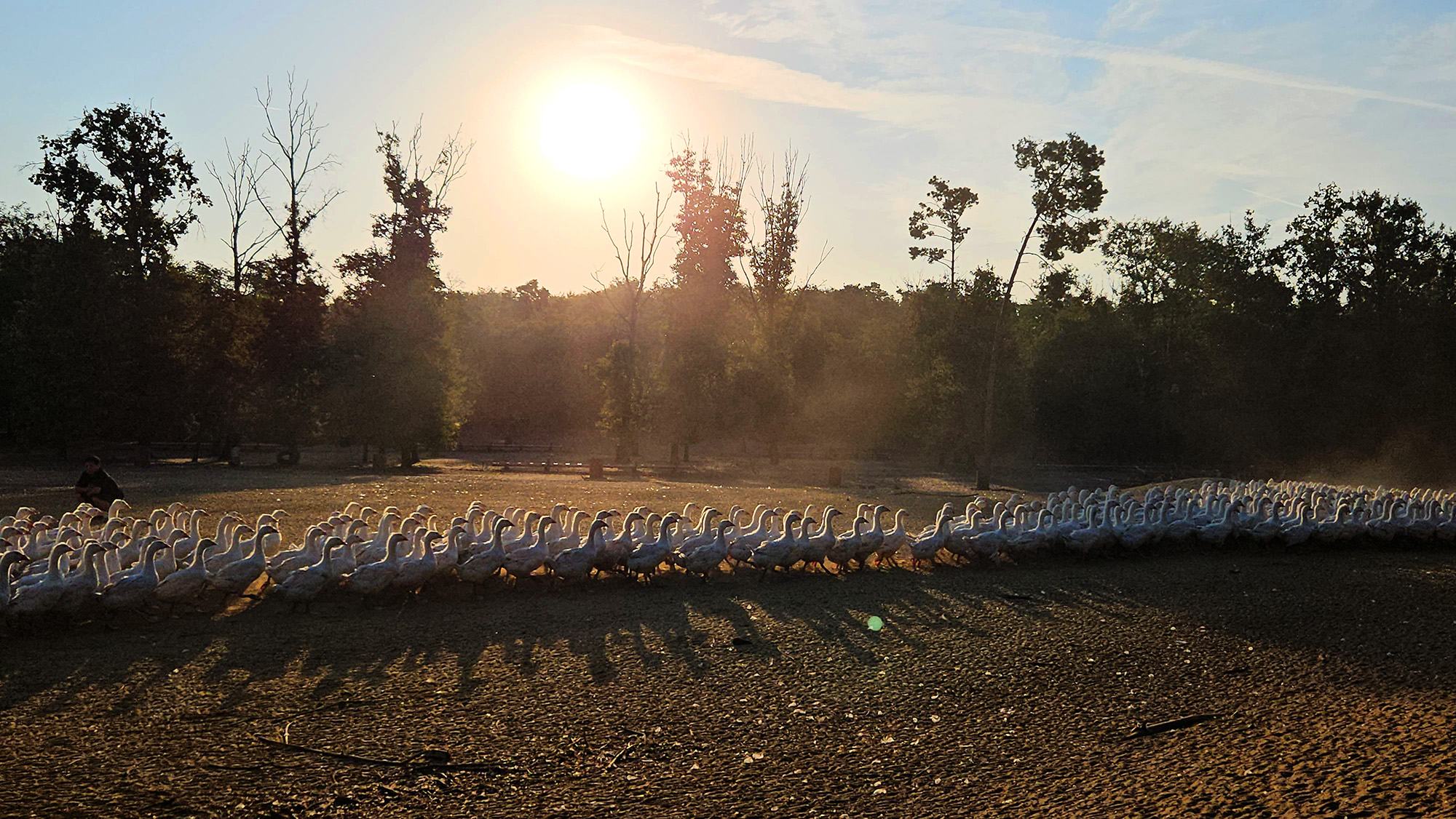 Traceability — Aura Down Bedding